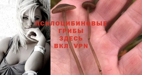 прущие грибы Абдулино
